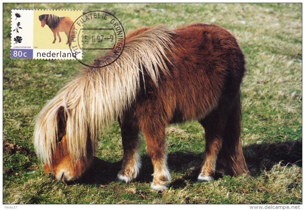 PAYS BAS Carte Maximum - Poney Shetland - Maximumkaarten