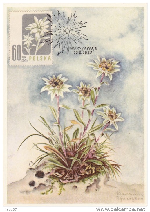 POLOGNE Carte Maximum - Edelweiss - Maximumkarten