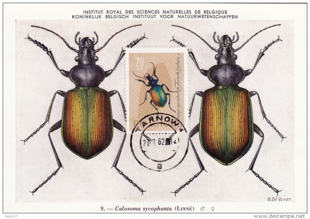 POLOGNE Carte Maximum - Calosama Syncophanta - Cartoline Maximum