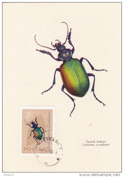 POLOGNE Carte Maximum - Calosama Syncophanta - Cartes Maximum