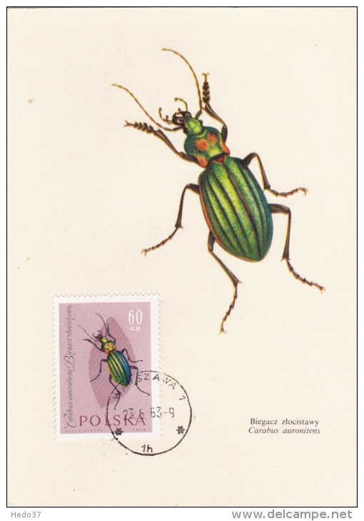 POLOGNE Carte Maximum - Carabus Auronitens - Tarjetas Máxima