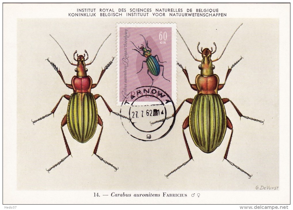 POLOGNE Carte Maximum - Carabus Auronitens - Tarjetas Máxima