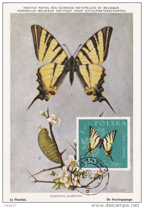 POLOGNE Carte Maximum - Papilio Podalirius - Tarjetas Máxima