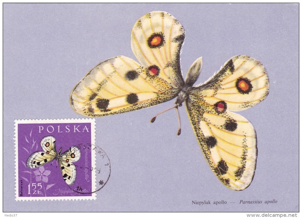 POLOGNE Carte Maximum - Parnassius Apollo - Cartes Maximum