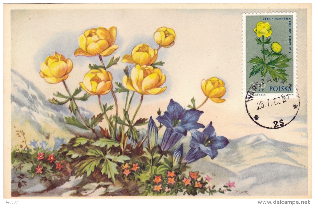 POLOGNE Carte Maximum - Trollius Europaeus - Maximumkarten