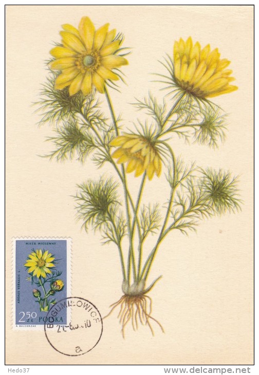 POLOGNE Carte Maximum - Adonis Vernalis L. - Maximumkarten