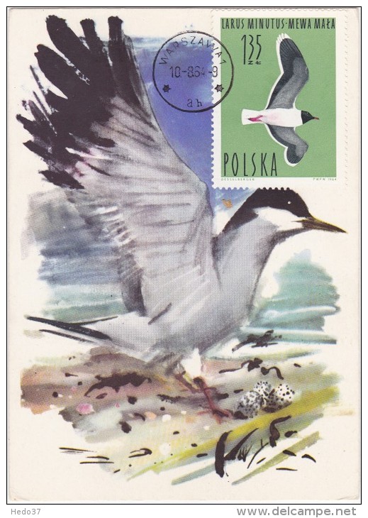 POLOGNE Carte Maximum - Mouette Pygmée - Cartoline Maximum