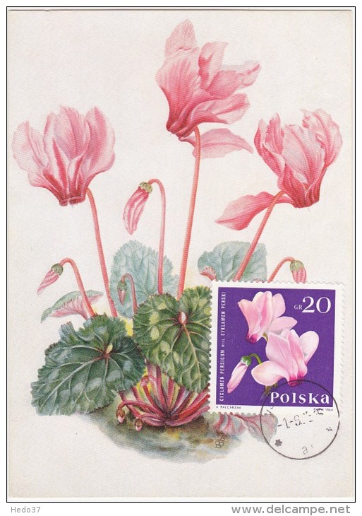 POLOGNE Carte Maximum - Cyclamens De Perse - Maximumkaarten