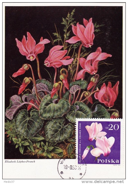 POLOGNE Carte Maximum - Cyclamens De Perse - Cartoline Maximum