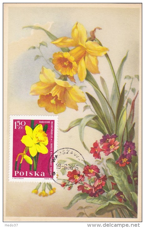 POLOGNE Carte Maximum - Narcisse - Cartoline Maximum