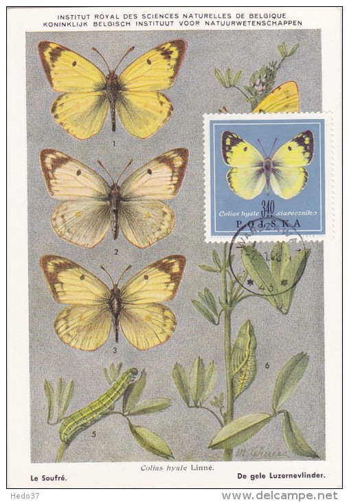 POLOGNE Carte Maximum - Colias Hyale - Maximumkarten