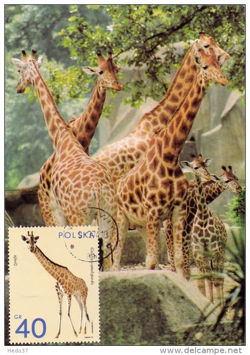 POLOGNE Carte Maximum - Girafe - Cartes Maximum