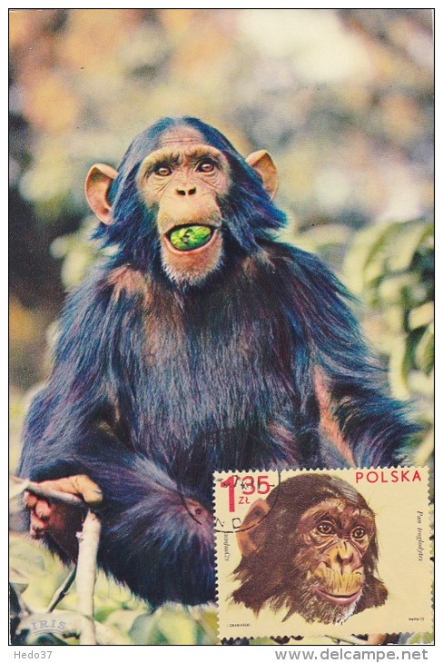 POLOGNE Carte Maximum - Chimpanz - Maximumkarten