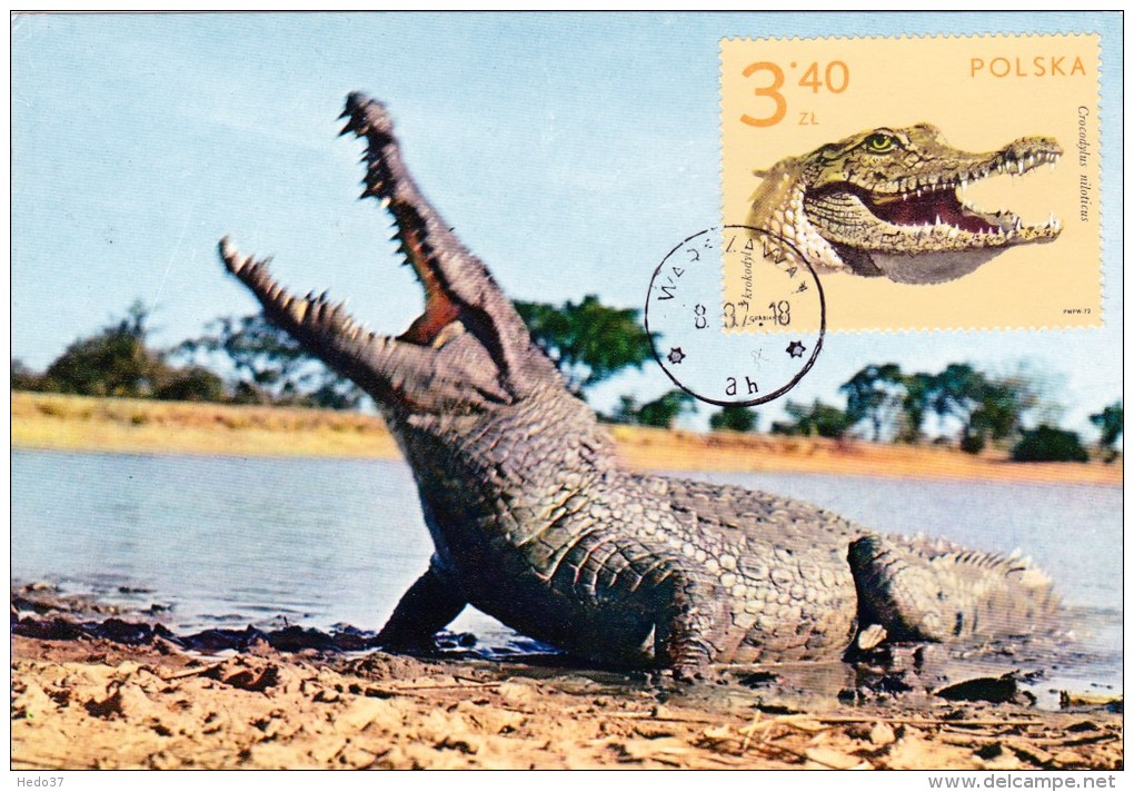 POLOGNE Carte Maximum - Crocodile - Cartes Maximum