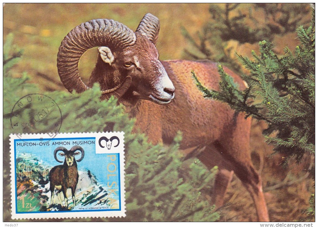 POLOGNE Carte Maximum - Mouflon - Maximumkarten