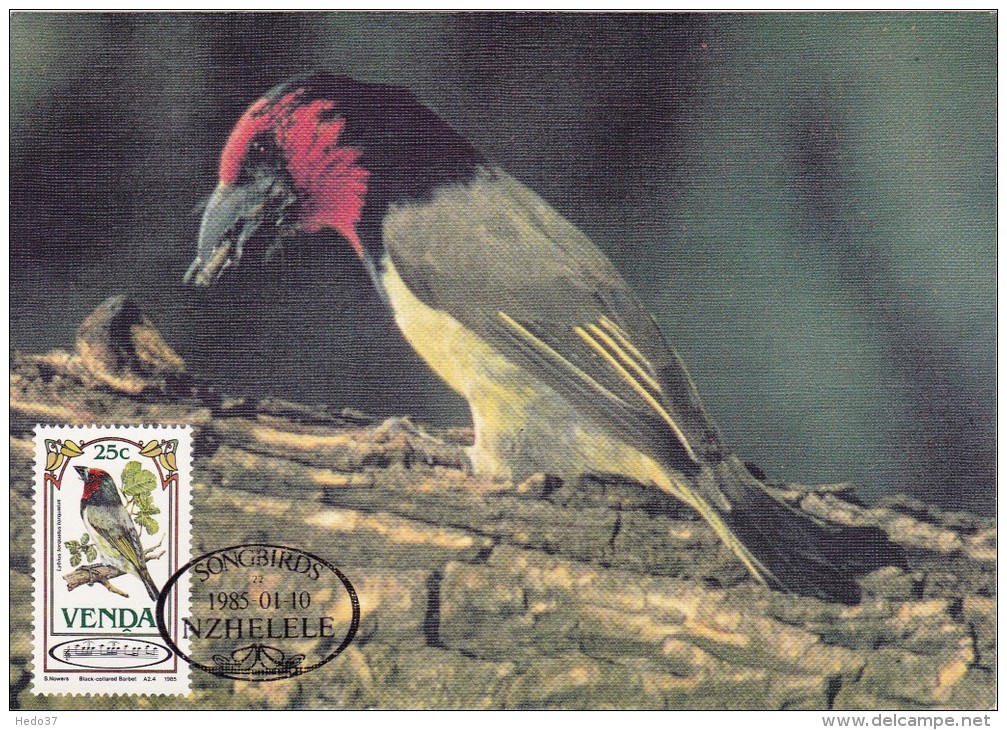 AFRIQUE SUD VENDA Carte Maximum - Lybius Torquatus - Venda