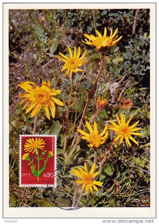 YOUGOSLAVIE Carte Maximum - Arnica - Maximum Cards