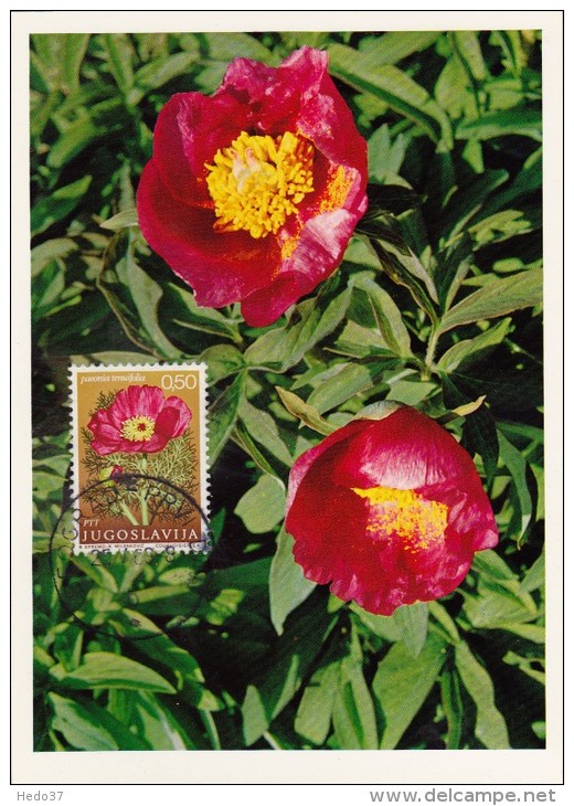 YOUGOSLAVIE Carte Maximum - Pivoines - Cartoline Maximum