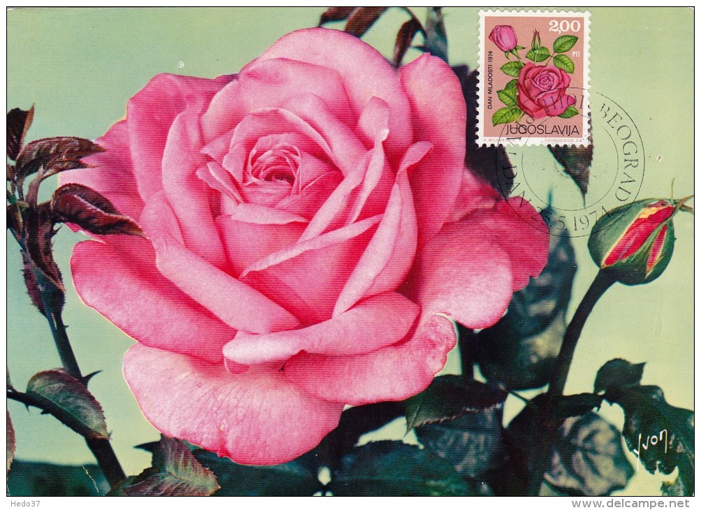 YOUGOSLAVIE Carte Maximum - Rose - Cartes-maximum