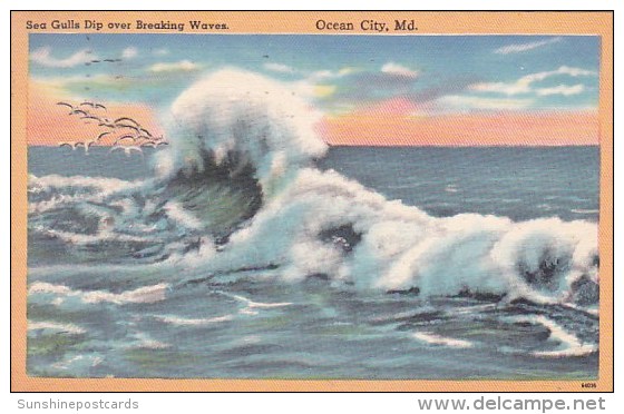 Sea Gulls Dip Over Breaking Waves Ocean City Maryland 1956 - Ocean City