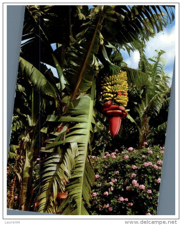 (632) Canry Islands - Banana Tree - Arbres