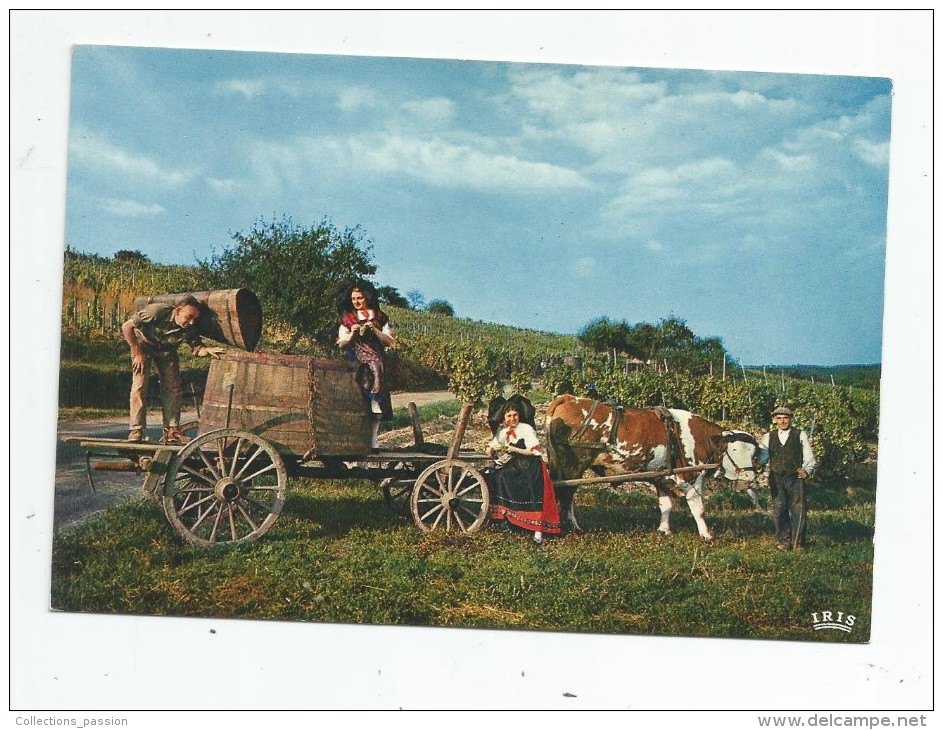 Cp , Agriculture , VIGNES , L´Alsace Pittoresque , VENDANGES , Die Weinlese , Vierge , Ed : La Cigogne - Wijnbouw