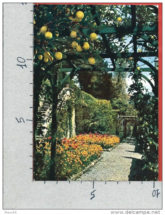 CARTOLINA NV ITALIA - Lago Di COMO - Nel Parco Di Villa Carlotta - Limoniera - 10 X 15 - Como