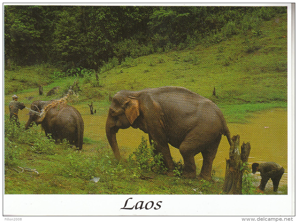 LAOS -la Toilette Des éléphants - Laos