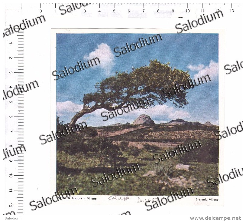 GALLURA  - Immagine Ritagliata Da Pubblicazione Originale D´epoca - Otros & Sin Clasificación