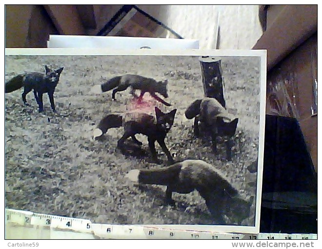 3 CARD  VOLPI FOX ARGENTATE ALLEVAMENTO BOLZANO E IN LIBERTA FOTO GREGORI V1960 EY4544 - Autres & Non Classés