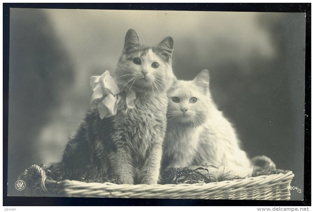 Cpa Carte Photo -- 2 Chats --      SEPT19 - Cats