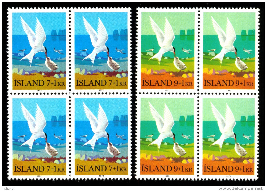 BIRDS-ARCTIC TERN-CHARITY STAMPS-ICELAND-1972-2 X BLOCK OF 4-MNH-A6-158 - Marine Web-footed Birds