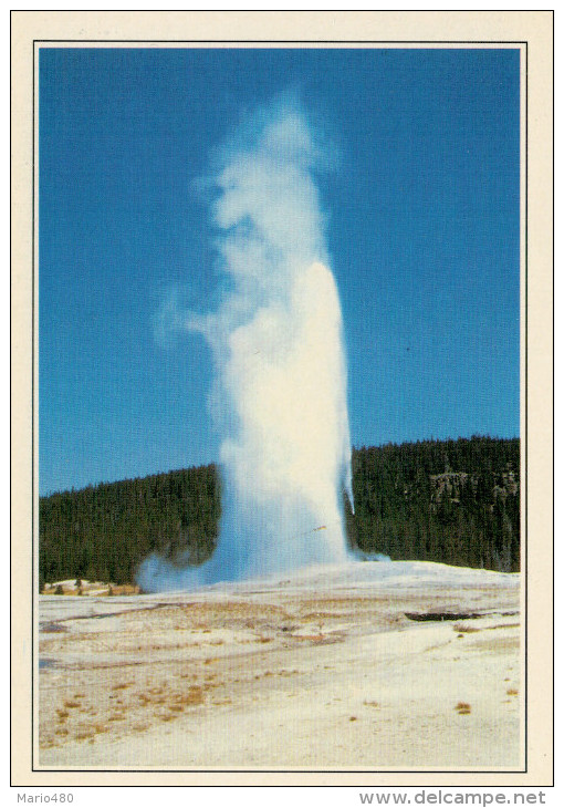 YELLOWSTONE:   IL  GAYSER  OLD  FAITHFUL   (NUOVA CON DESCRIZIONE DEL SITO SUL RETRO) - Yellowstone