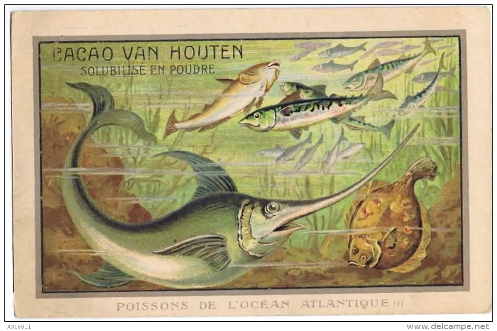 Cromo POISSONS DE L OCEAN ATLANTIQUE - Van Houten