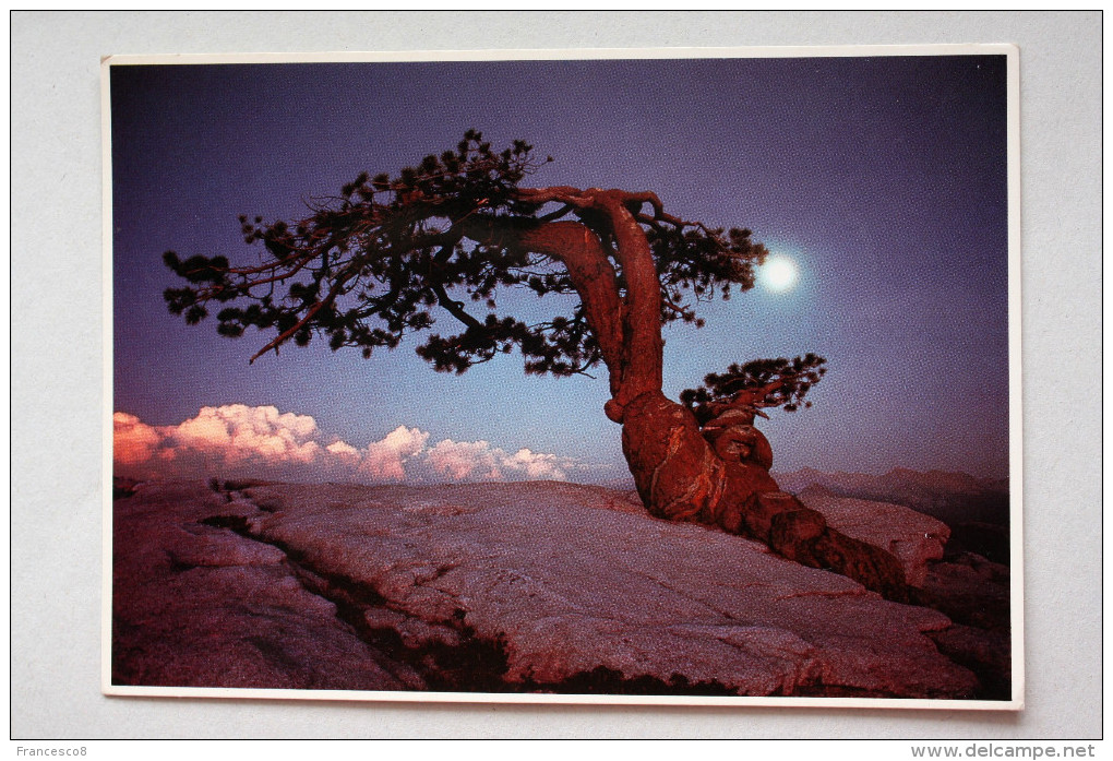 JEFFREY PINE ON THE SUMMIT OF SENTINEL  Dome Yosemite National Park // Sierra Nevada PHOTOGRAPHER D. MORGENSON - Arbres