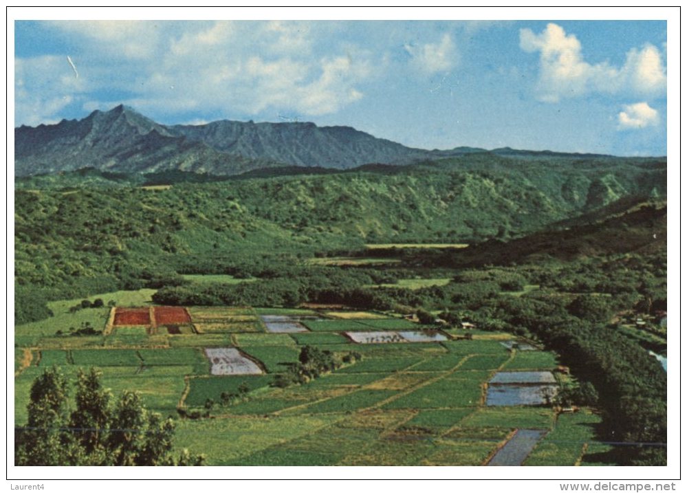 (536) USA - Hawaii - Hanalei Valley - Kauai