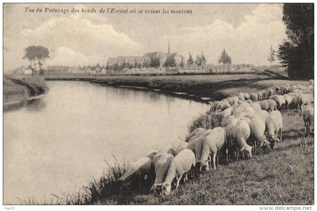 AGRICULTURE - ELEVAGE - Vue Du Paturage Des Bords De L'Escaut Où Se Voient Les Moutons. - Breeding