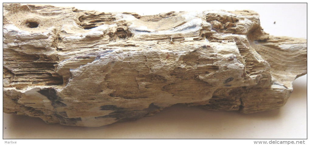 Bois Fossile Silicifié  Vallée D´eure - Fósiles