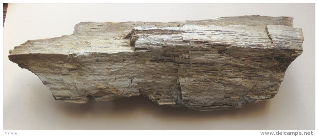 Bois Fossile Silicifié  Vallée D´eure - Fossiles