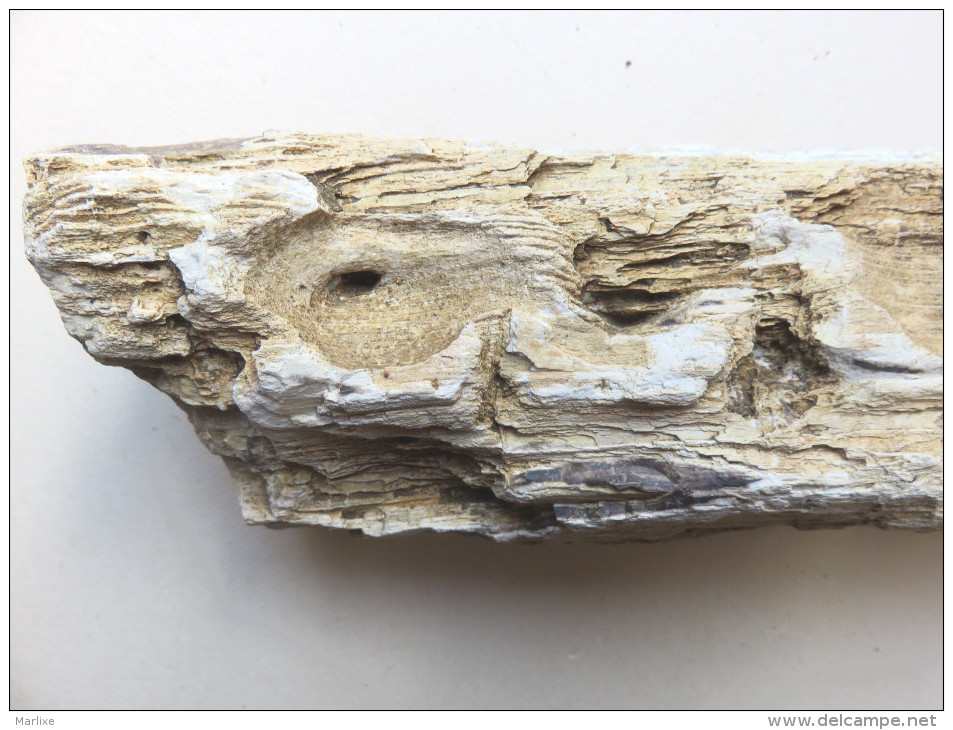 Bois Fossile Silicifié  Vallée D´eure - Fósiles