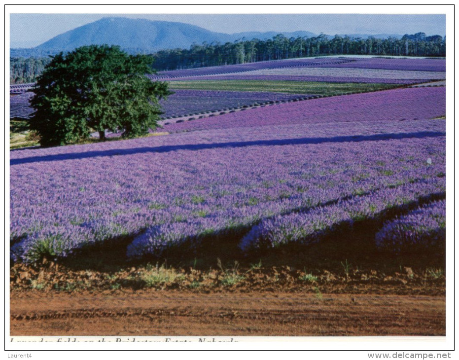 (361) Australia - TAS - Nabowla Lavender Fields - Wilderness