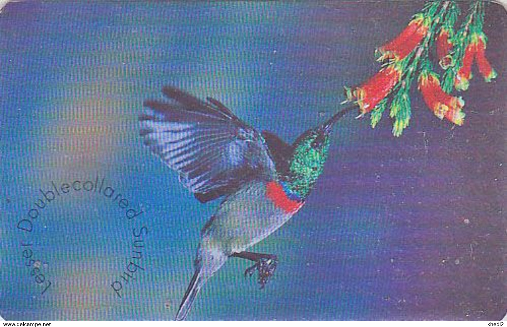 Télécarte Puce Afrique Du Sud - OISEAU - COLIBRI / NECTARINE - HUMMING BIRD South Africa Chip Phonecard - Vogel - 3969 - Pájaros Cantores (Passeri)