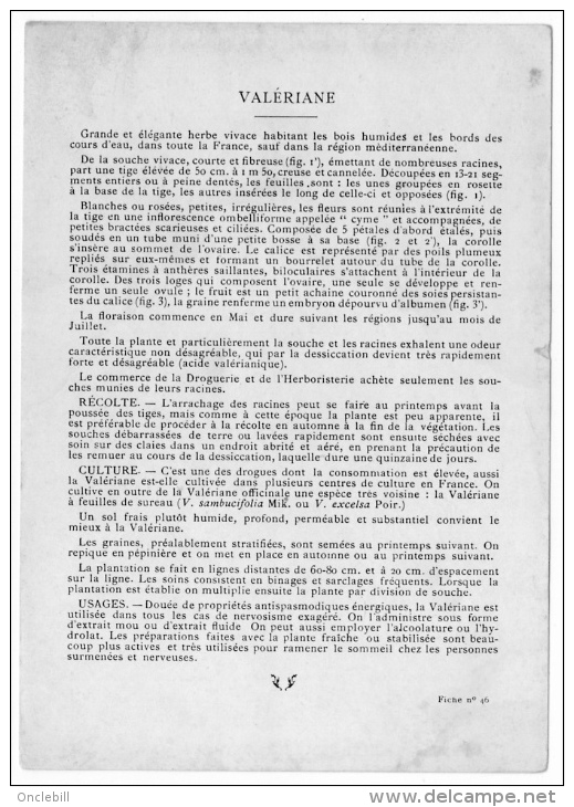 Publicité Pharmacie Fiche Plante Médicinale Valériane 1920 Très Bon état - Plantes Médicinales