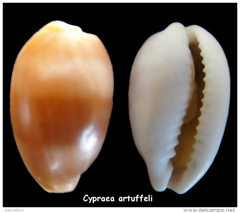 Cypraea Artuffeli - Conchiglie