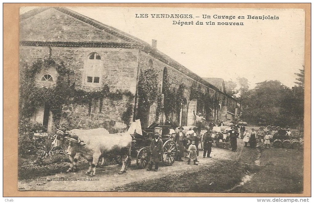 LES VENDANGES -- Un Cuvage En Beaujolais - Départ Du Vin Nouveau - ATTELAGE - BOEUF - VIN - VIGNE - VENDANGE - TONNEAUX - Autres & Non Classés