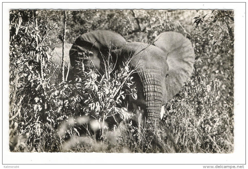 NIGER  /  LA  FAUNE  DU  WATERBUCK  :  ELEPHANT  /  Collection  MOUREN , Niamey  N° 7 - Niger