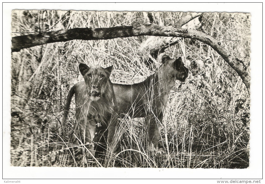 NIGER  /  LA  FAUNE  DU  WATERBUCK  /  LIONS  /  Collection  MOUREN , Niamey  N° 7 A - Niger