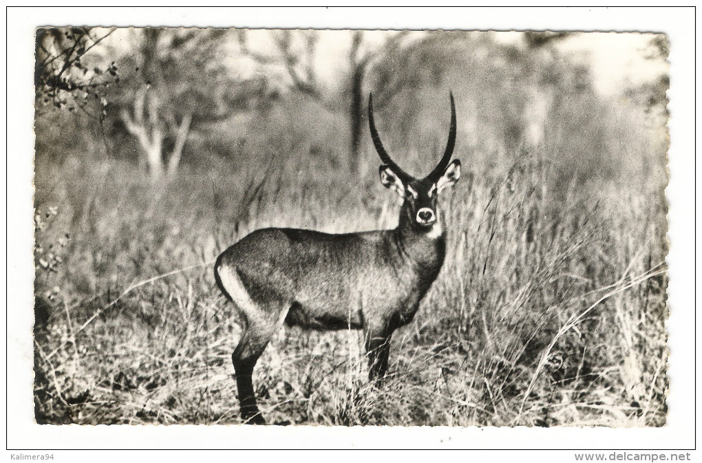 NIGER  /   FAUNE  DU  WATERBUCK  /  Collection  MOUREN , Niamey - Niger