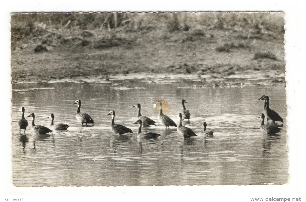 NIGER  /   LA  FAUNE  :  LES  CANARDS  /  Collection  MOUREN , Niamey  N° 5 - Niger