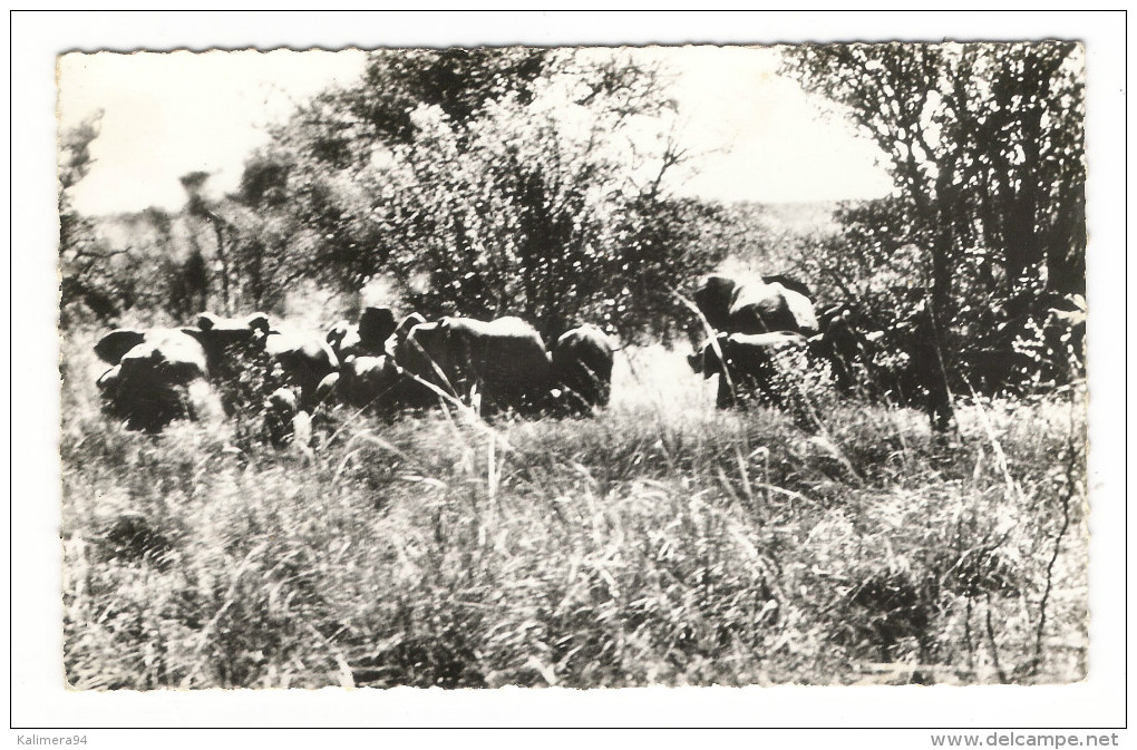 République  Du  NIGER  /   LA  FAUNE  ( Du WATERBUCK )  :  ELEPHANTS  /  Collection  MOUREN , Niamey - Niger